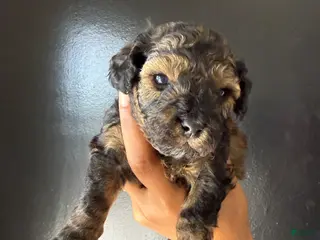 Toy Poodle dogs Toy Poodle Puppy 3 - Ad 34