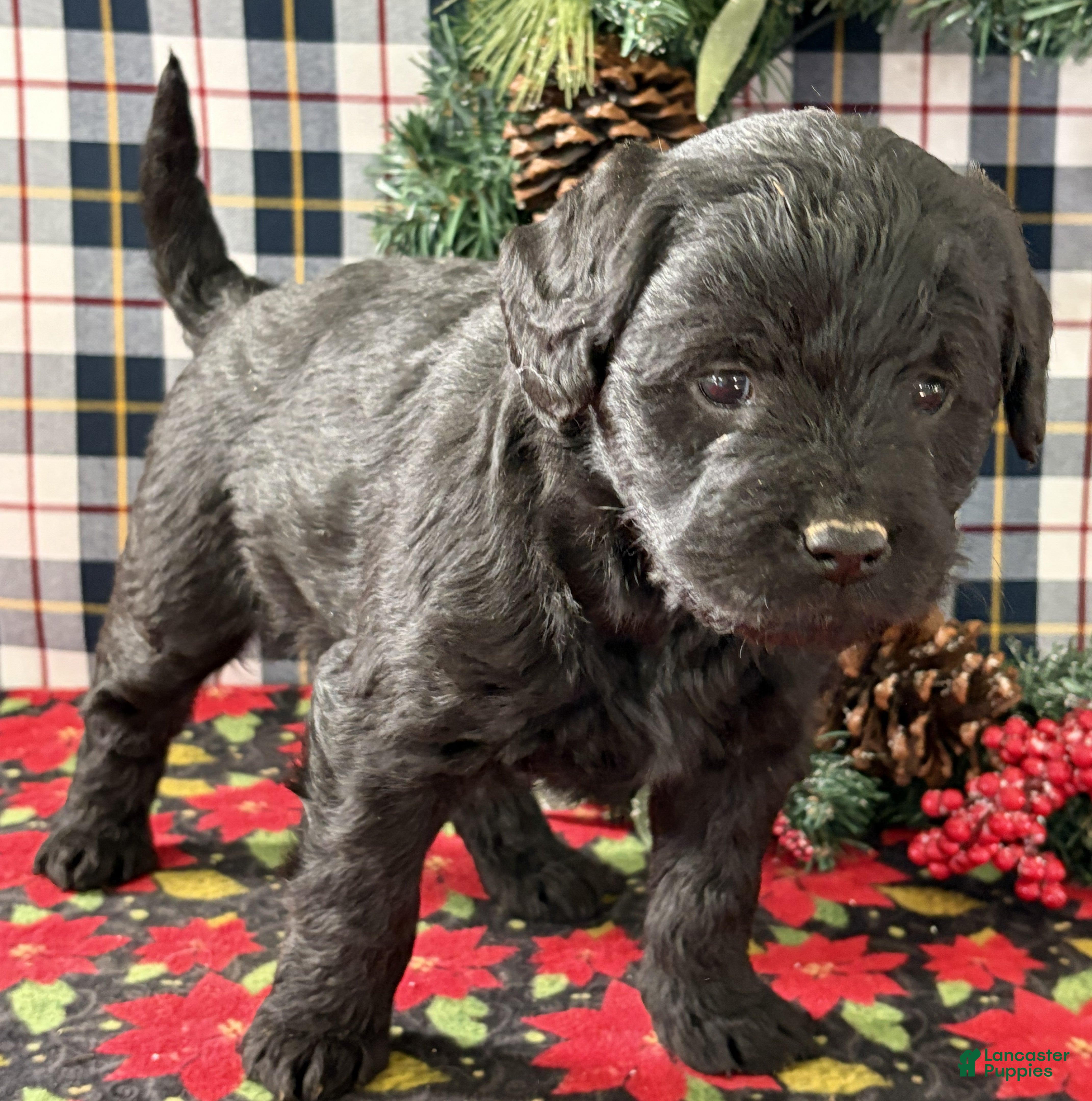 Labradoodle dogs Clover - Ad 41