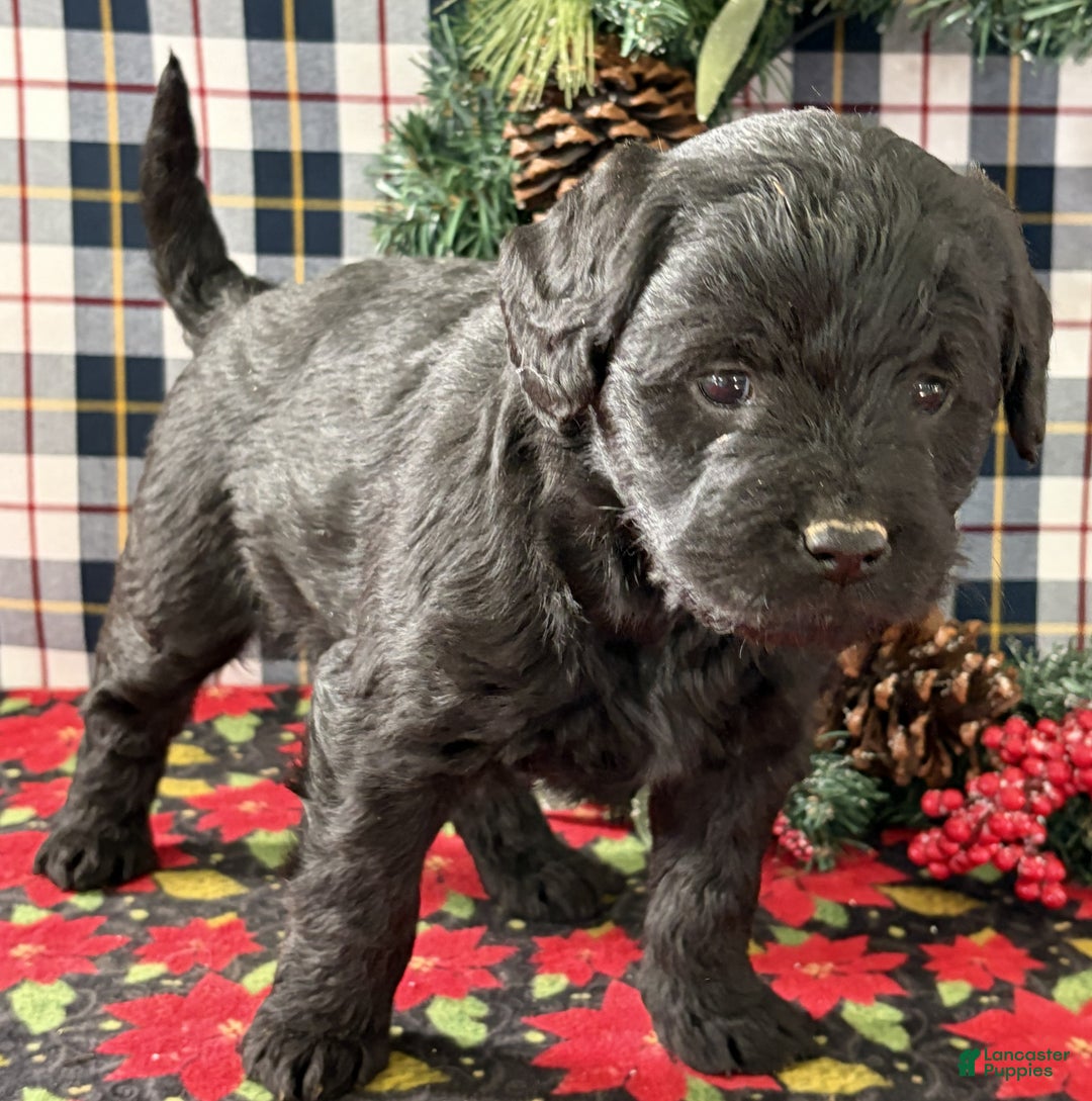 Labradoodle dogs for sale: Clover - Ad 1