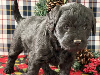 Miniature Labradoodle dogs Clover - Ad 21