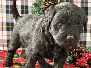 Miniature Labradoodle dogs Clover - Ad 16