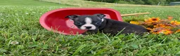 Boston Terrier dogs for sale: Mindy - Ad 3
