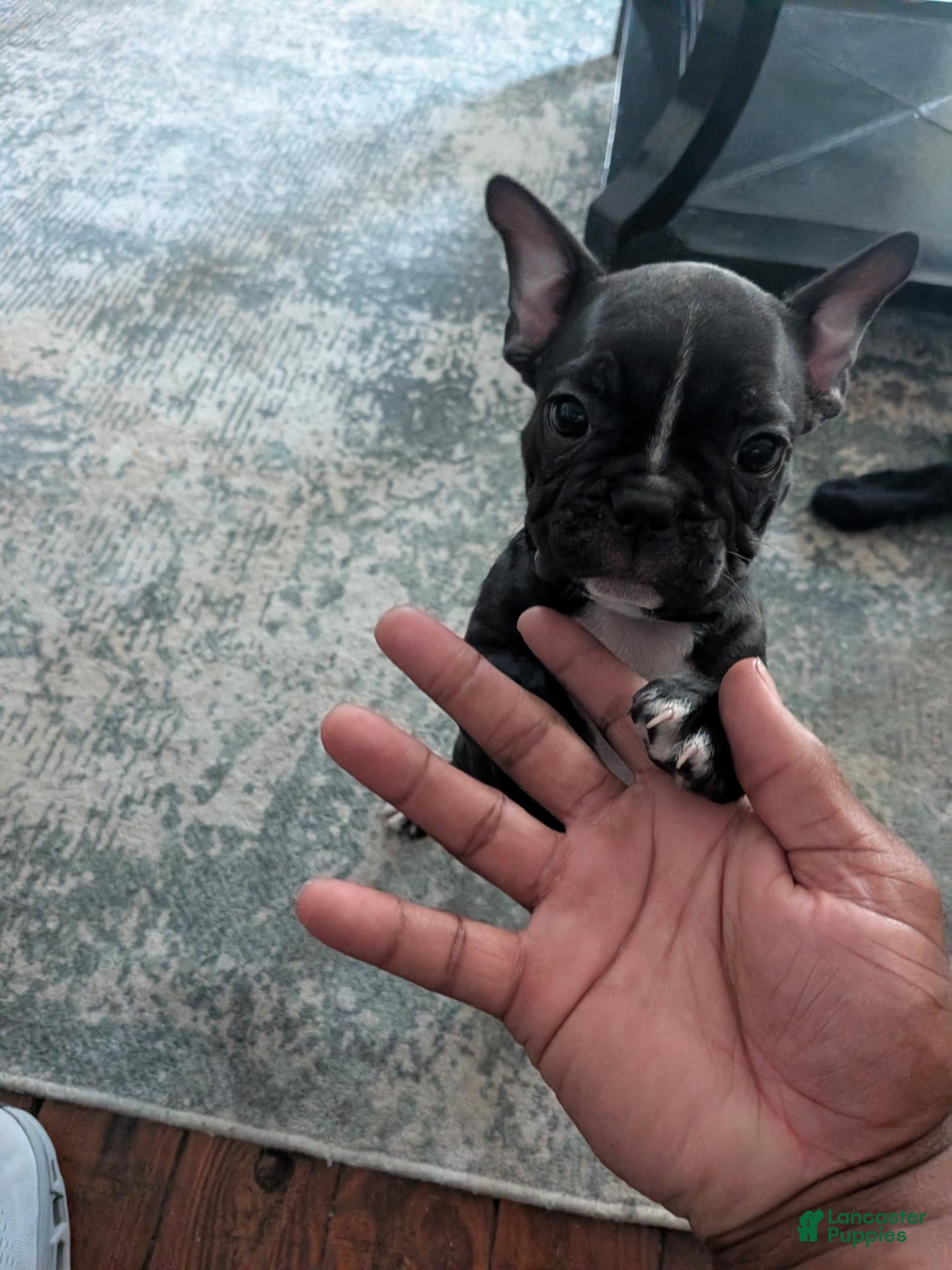 French Bulldog dogs French Bulldog 1 - Ad 11