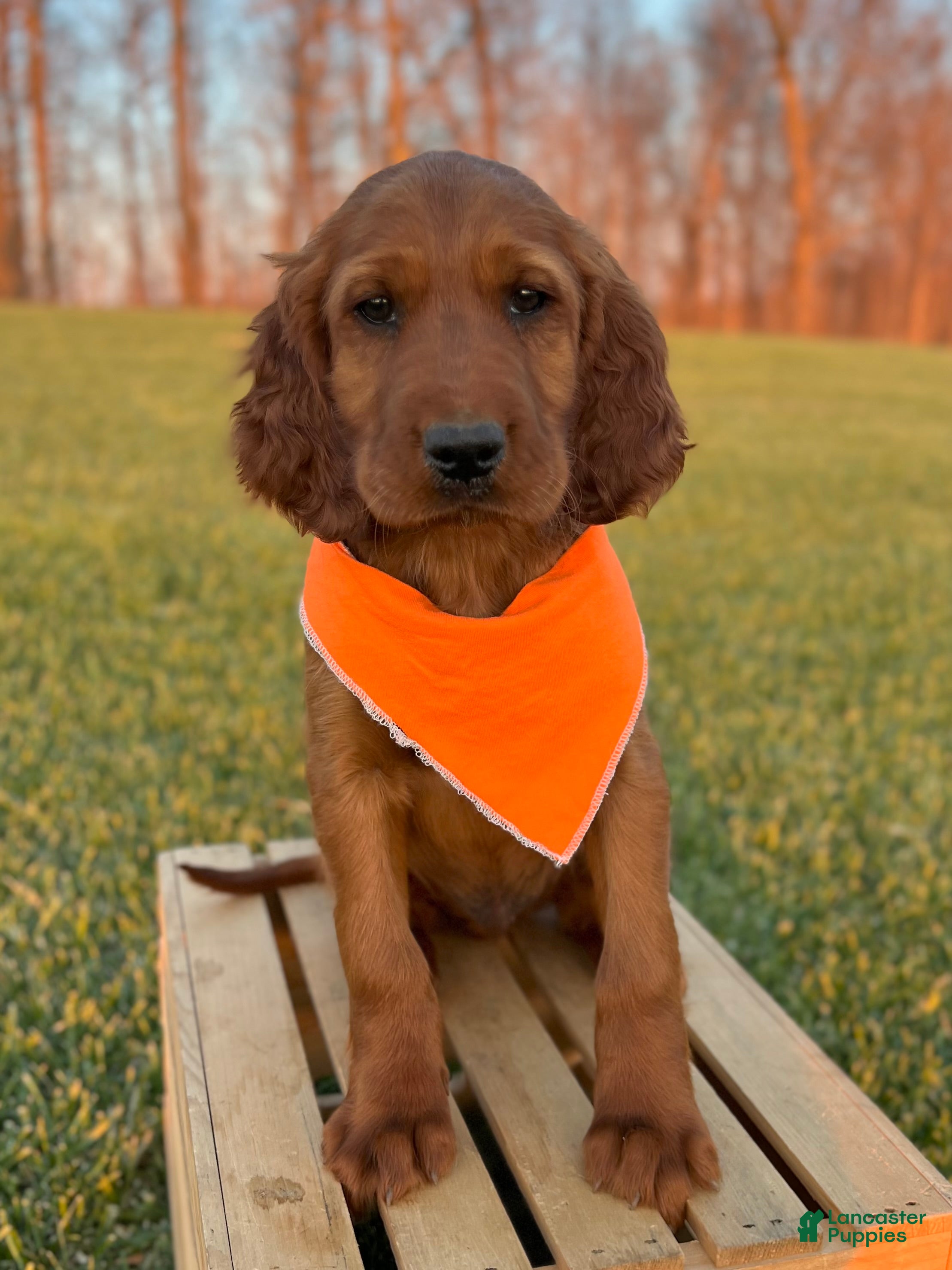 Irish Setter dogs Archie - Ad 1
