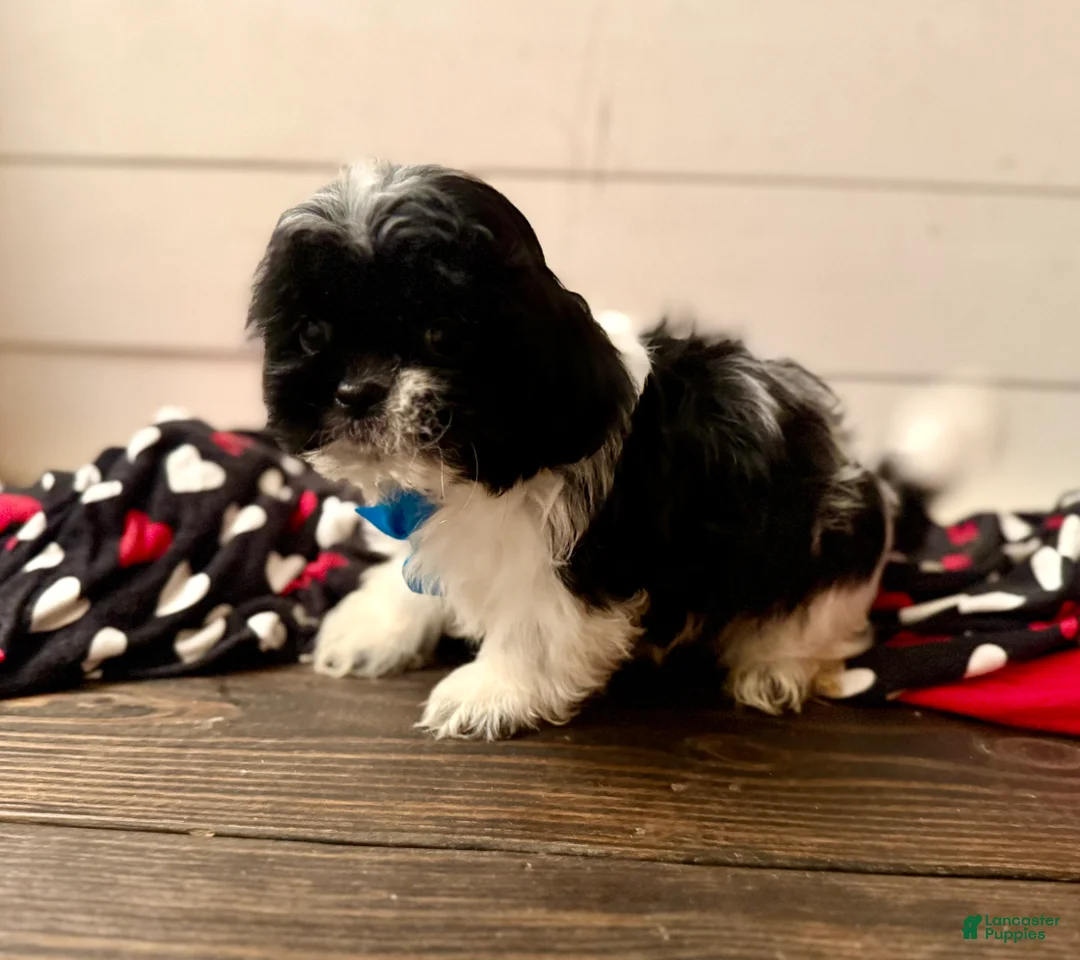 Shihpoo dogs for sale: Boq  - Ad 19