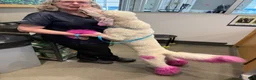 Standard Poodle dogs for sale: Buck - Ad 2