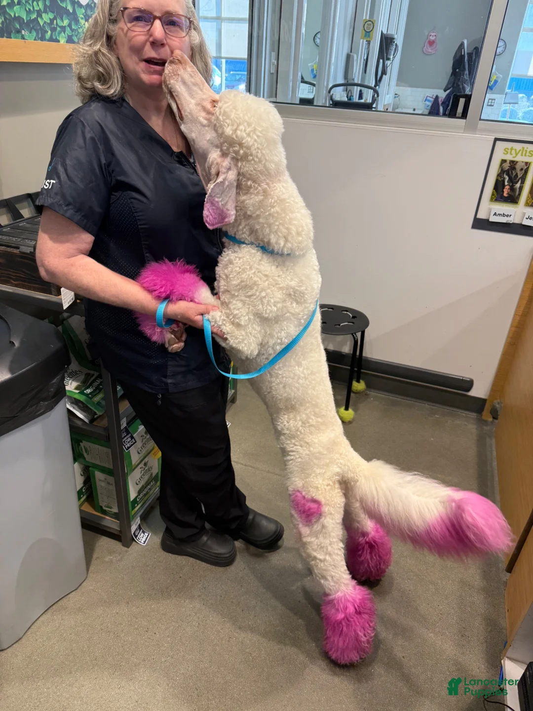 Standard Poodle dogs for sale: Buck - Ad 2