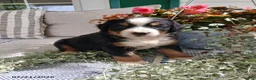 Bernese Mountain Dog dogs for sale: Amy - Ad 5