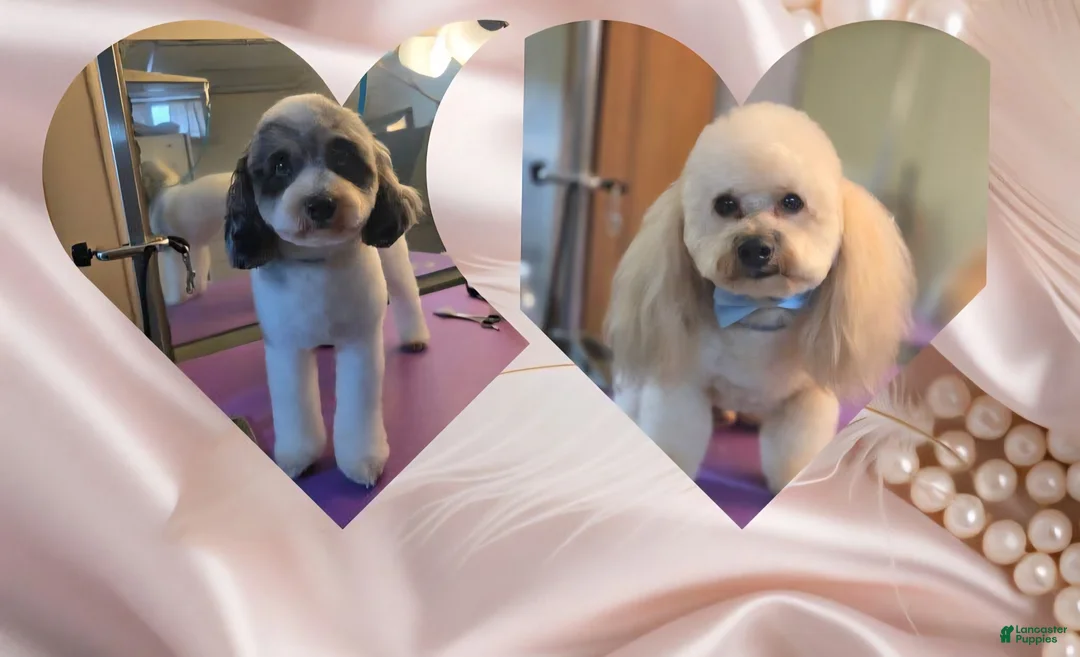 Miniature Poodle dogs for sale: Vixen - Ad 7