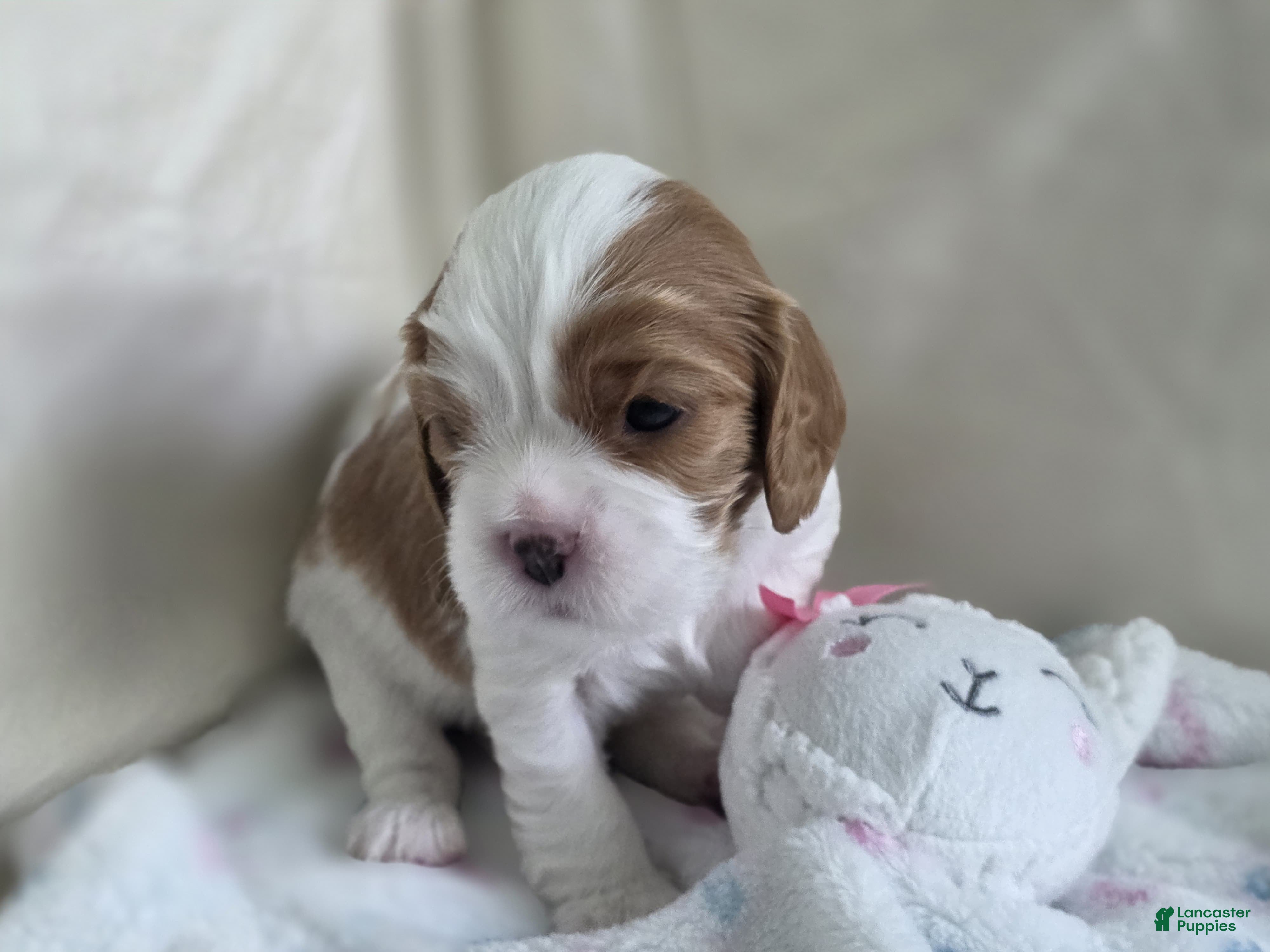 Cavalier King Charles Spaniel dogs Budapest - Ad 2