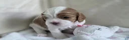 Cavalier King Charles Spaniel dogs for sale: Budapest - Ad 2