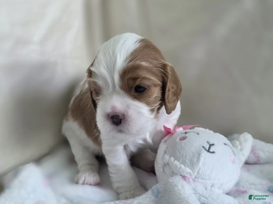 Cavalier King Charles Spaniel dogs for sale: Budapest - Ad 2