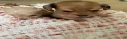 Chiweenie dogs for sale: Chiweenie 2 - Ad 2