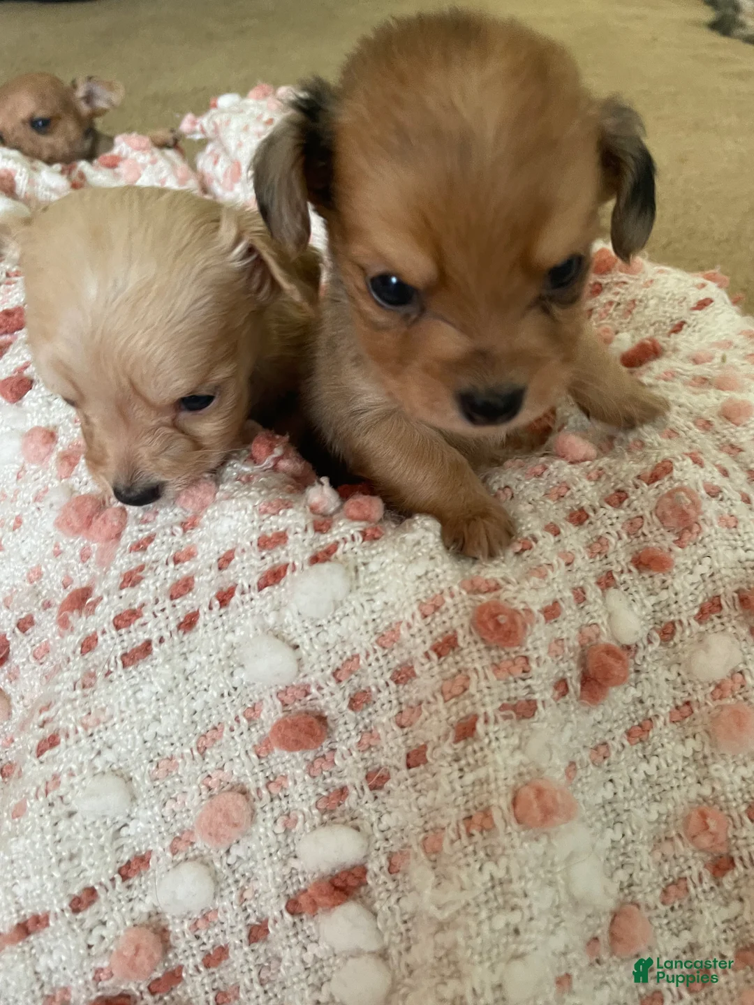 Chiweenie dogs for sale: Chiweenie 2 - Ad 2
