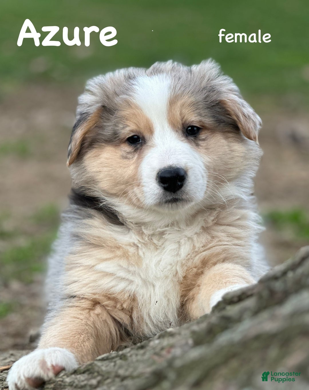Australian Shepherd dogs for sale: Azure - Ad 1