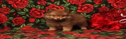 Pomeranian dogs for sale: Lazarus - Ad 2