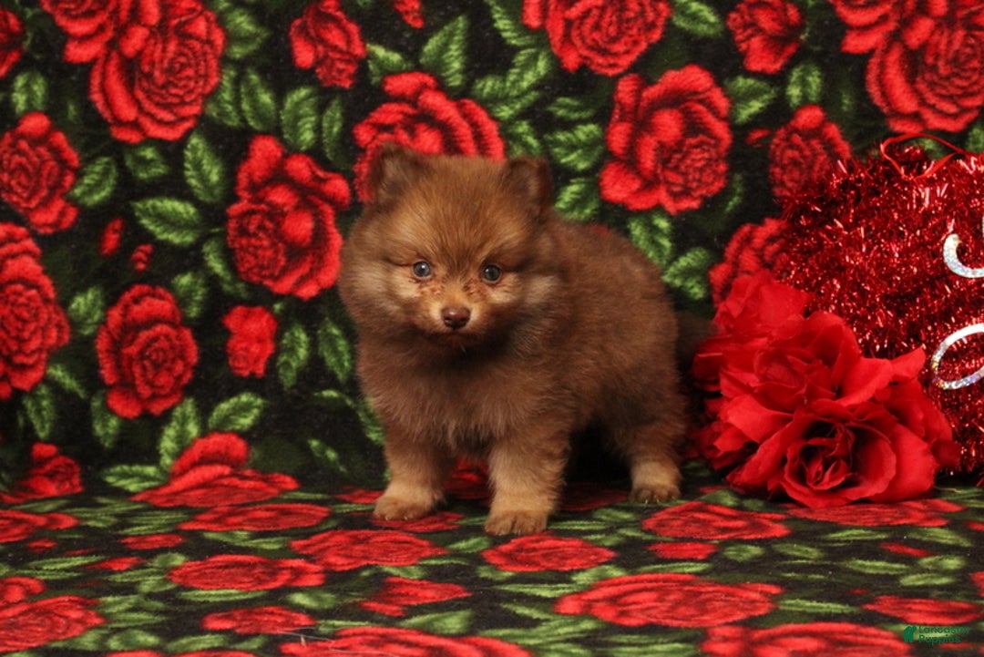 Pomeranian dogs for sale: Lazarus - Ad 2