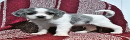 Mixed Breed dogs for sale: Buckeye - Ad 7