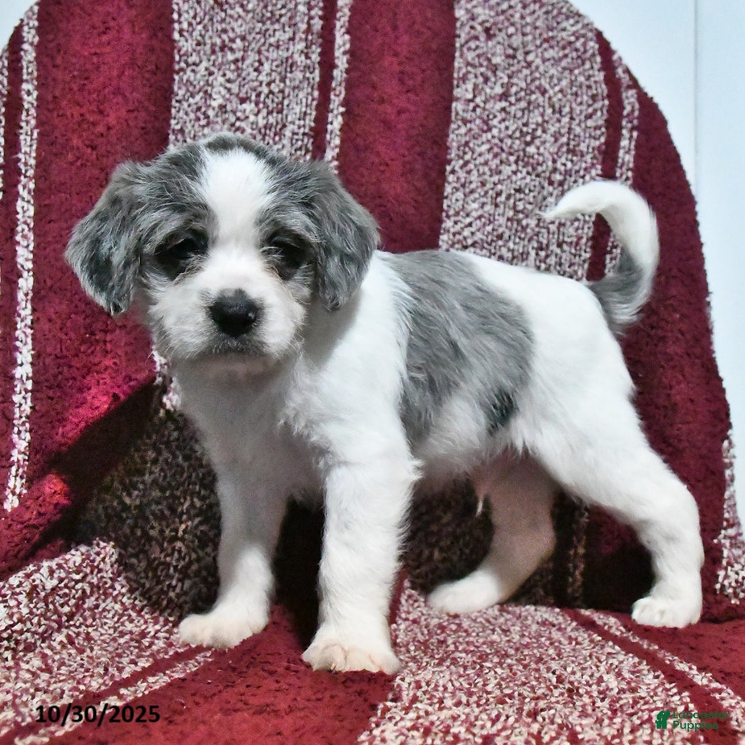 Mixed Breed dogs for sale: Buckeye - Ad 7
