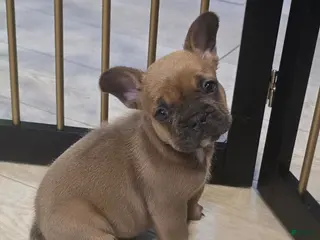 French Bulldog dogs Teddy - Ad 30