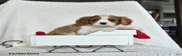 Cavalier King Charles Spaniel dogs for sale: Snowflake - Ad 2