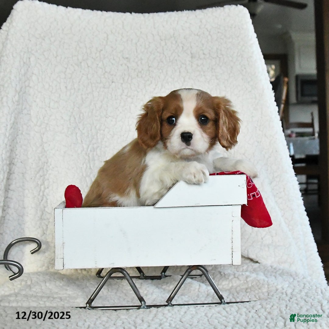 Cavalier King Charles Spaniel dogs for sale: Snowflake - Ad 2