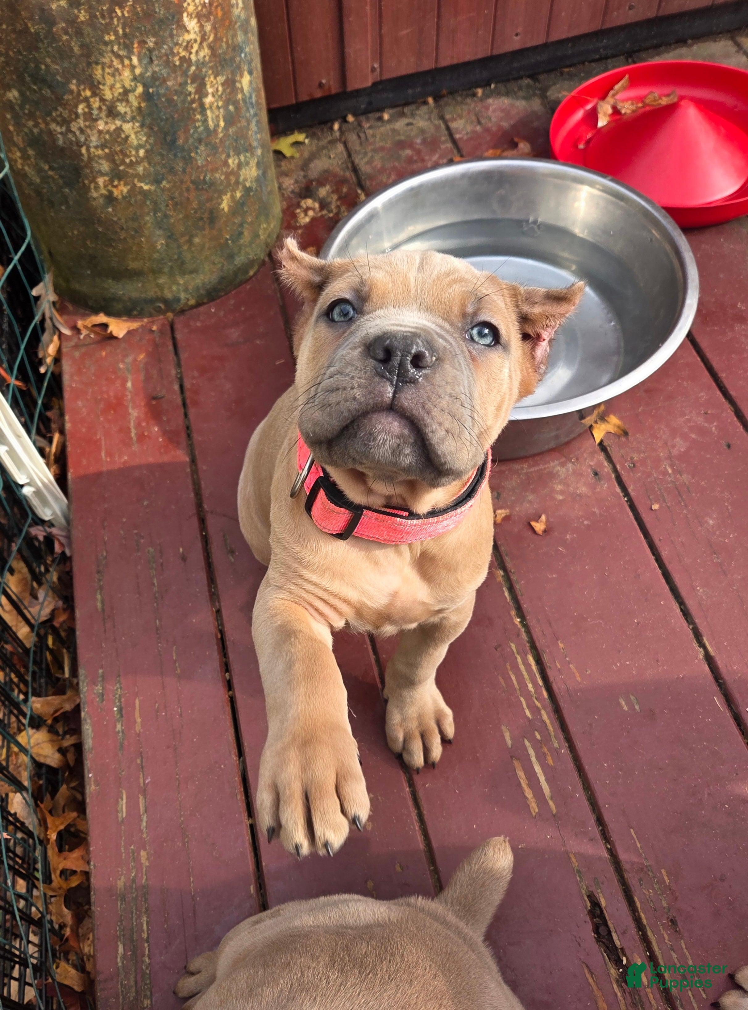 Cane Corso dogs Lily - Ad 22