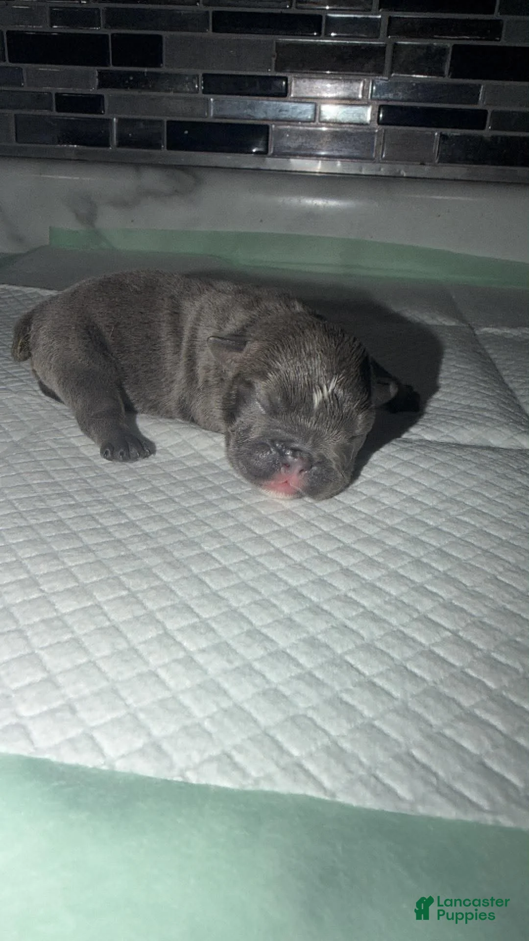 English Bulldog dogs for sale: Blue female - Ad 1