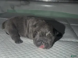 English Bulldog dogs Blue female - Ad 2