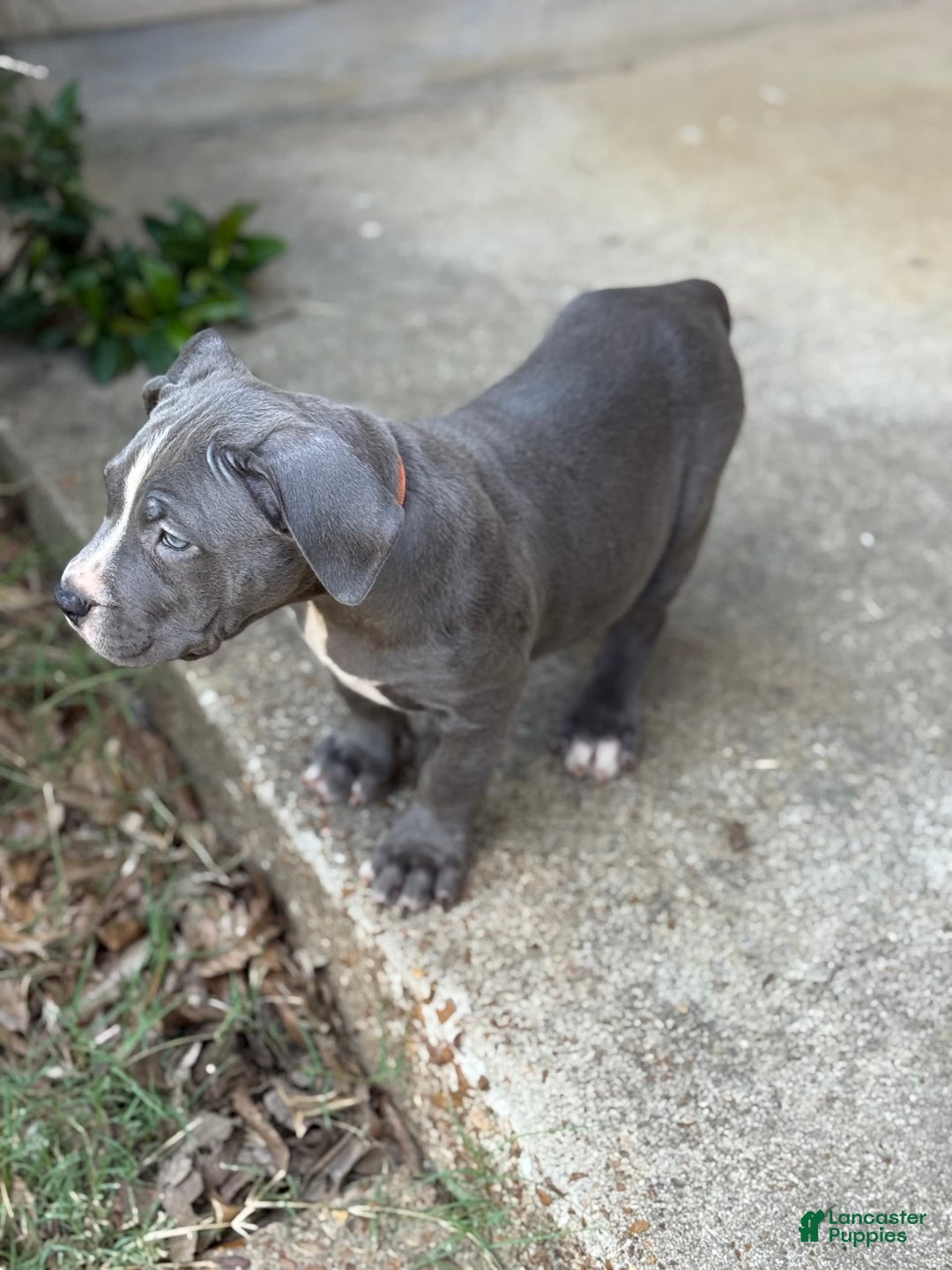 American Bully dogs for sale: Ivy - Ad 23