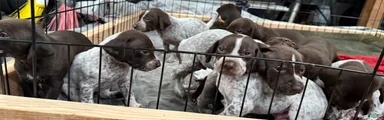 German Shorthaired Pointer Puppy 3