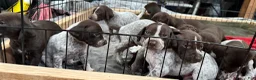 German Shorthaired Pointer dogs for sale: German Shorthaired Pointer Puppy 3 - Ad 1