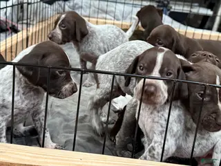 German Shorthaired Pointer dogs German Shorthaired Pointer Puppy 3 - Ad 9