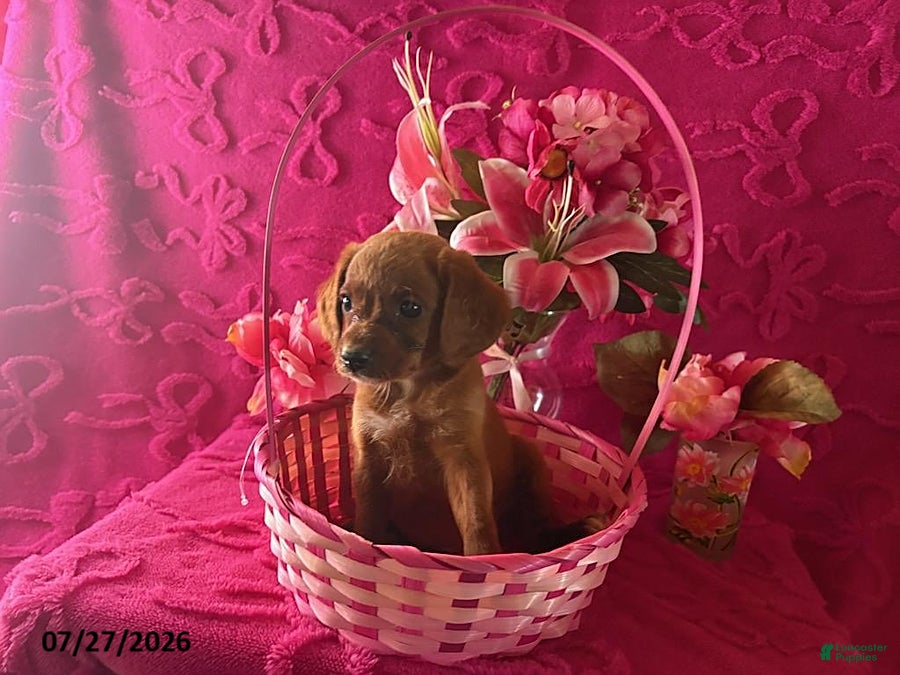 Mini Aussiedoodle dogs Tommy - Ad 11
