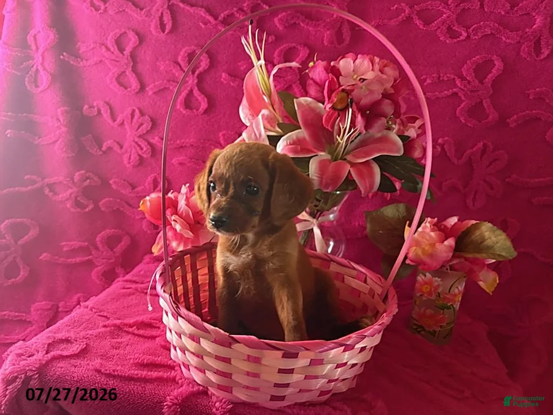 Mini Aussiedoodle dogs for sale: Tommy - Ad 1