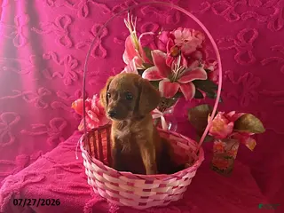 Mini Aussiedoodle dogs Tommy - Ad 10