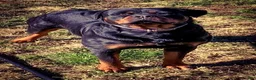 Rottweiler dogs for sale: 2nd Pick Female - Ad 25