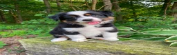 Miniature Australian Shepherd dogs for sale: Bella (Natural Tailed) - Ad 6