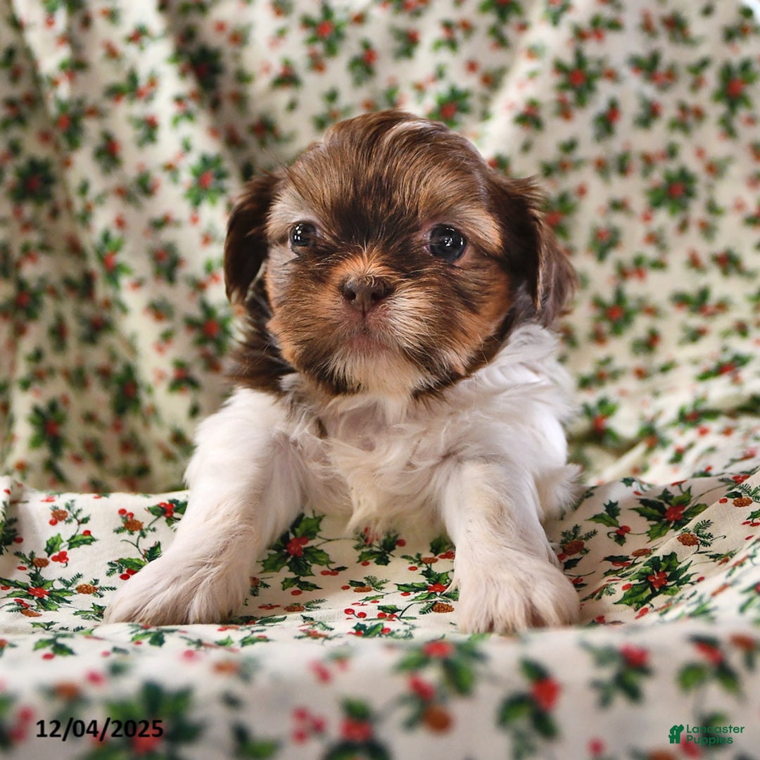 Shih Tzu dogs for sale: Grace - Ad 3
