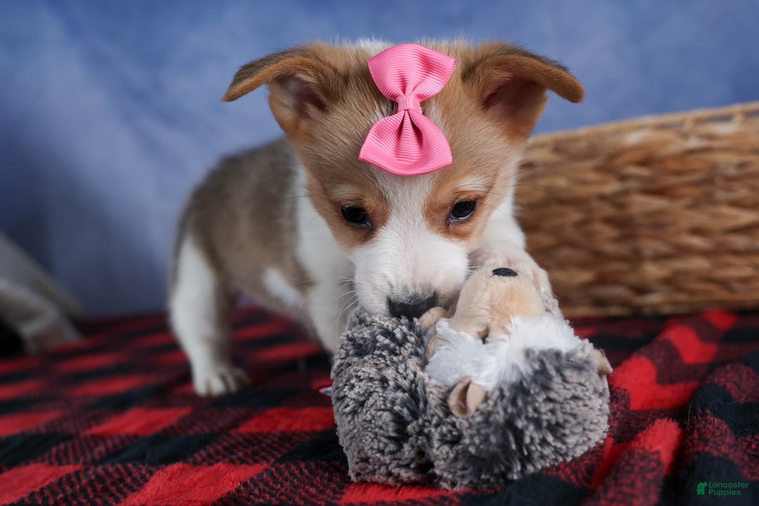 Welsh Corgi Pembroke dogs for sale: Morris - Ad 10