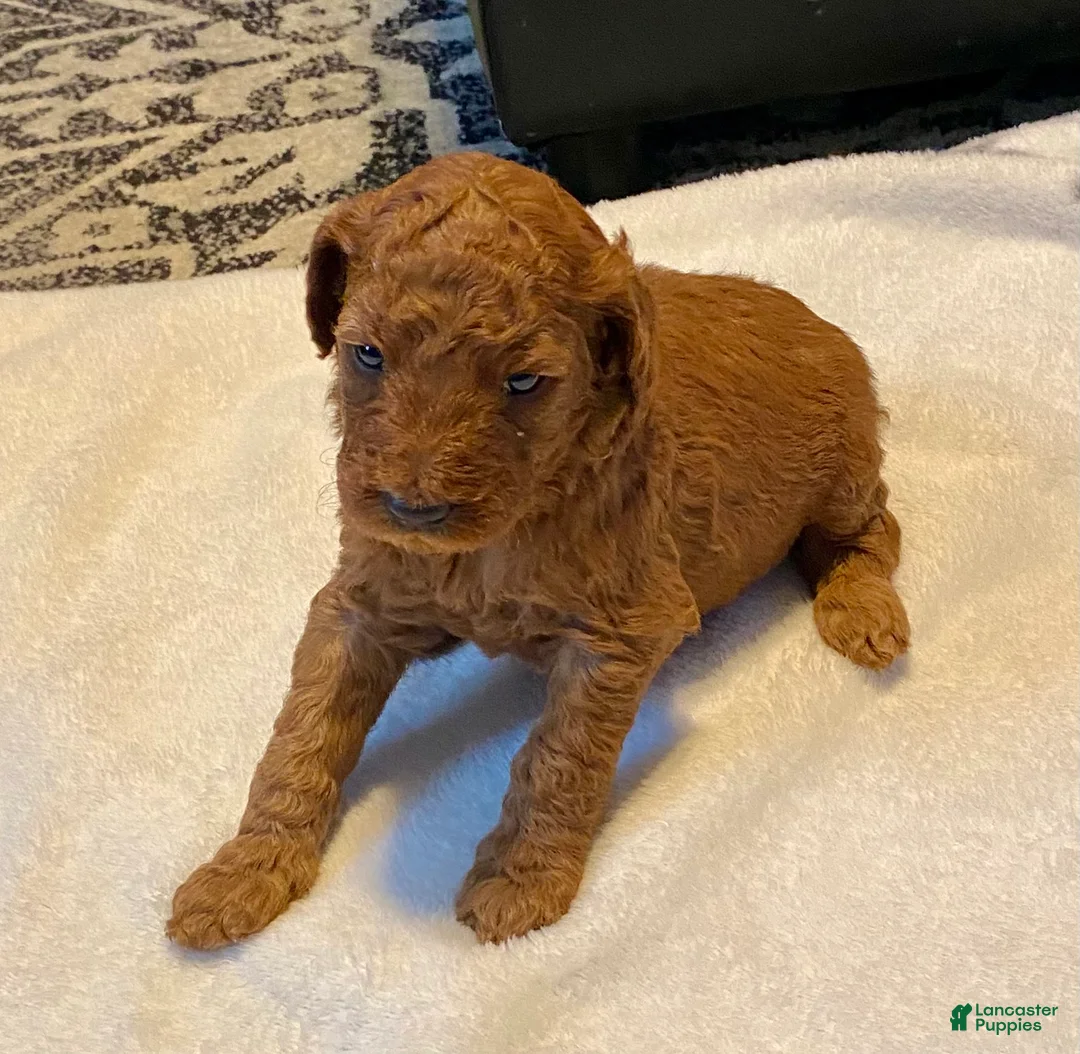 Standard Poodle dogs for sale: Red - Ad 1