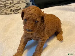 Standard Poodle dogs Red - Ad 20