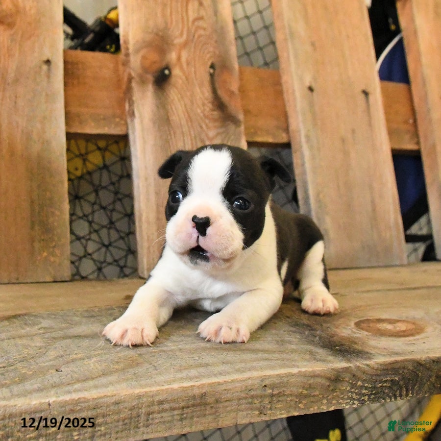 Boston Terrier dogs Milo - Ad 2