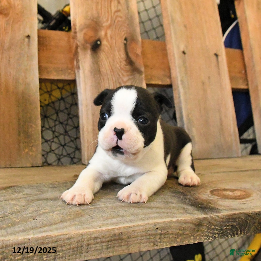 Boston Terrier dogs for sale: Milo - Ad 2