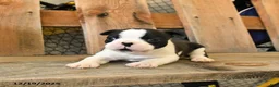 Boston Terrier dogs for sale: Milo - Ad 2