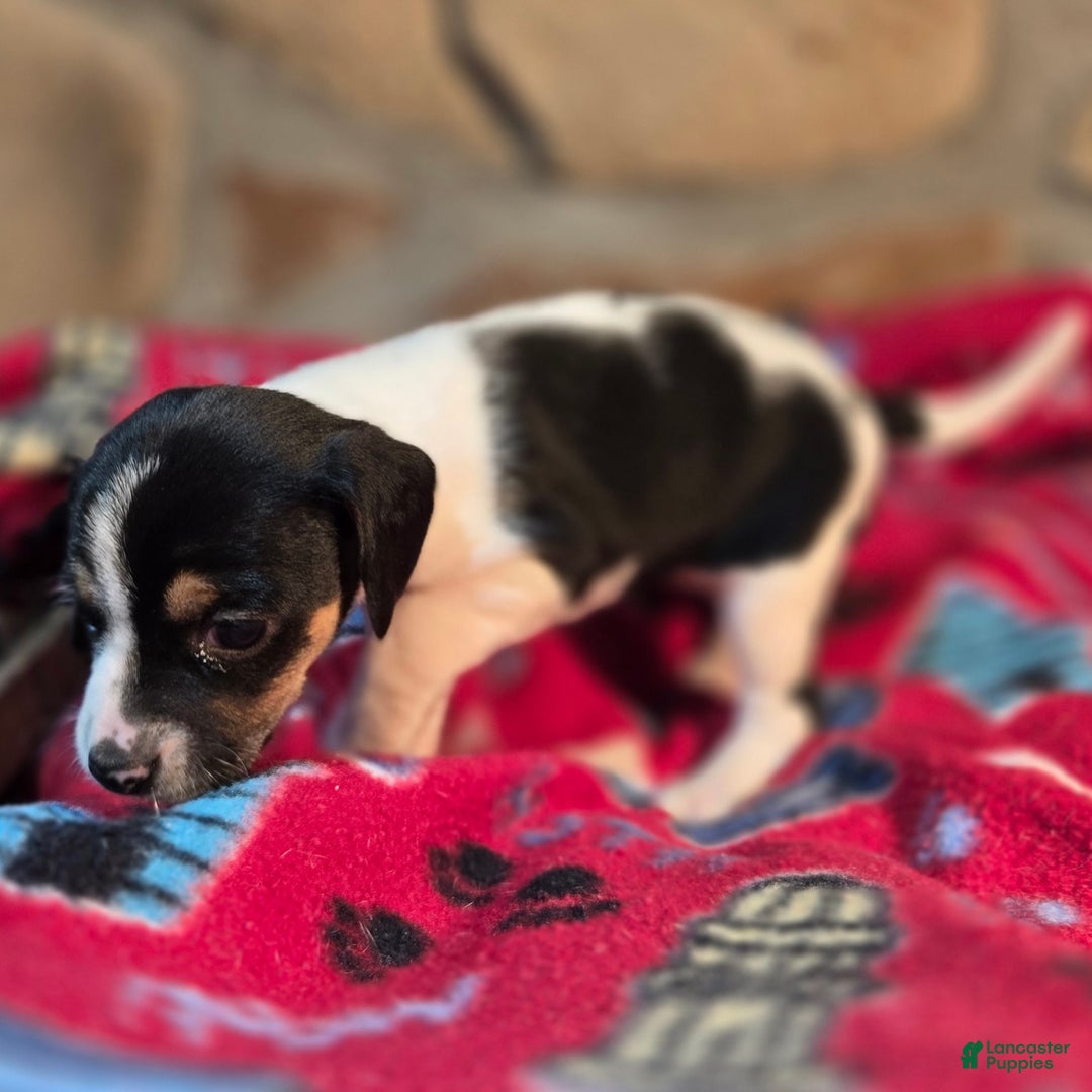 Beagle dogs for sale: Cinnamon Queen Elizabeth Pocket Beagle - Ad 8