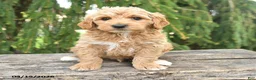 Goldendoodle dogs for sale: Monty - Ad 4