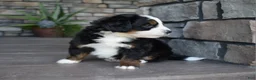 Mini Bernedoodle dogs for sale: Cruz - Ad 7