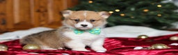 Welsh Corgi Pembroke dogs for sale: Santa - Ad 3