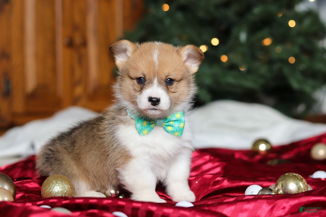 Welsh Corgi Pembroke dogs for sale: Santa - Ad 3
